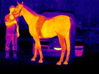 Equine_Horse_Infrared_Cameras_Analysis.jpg